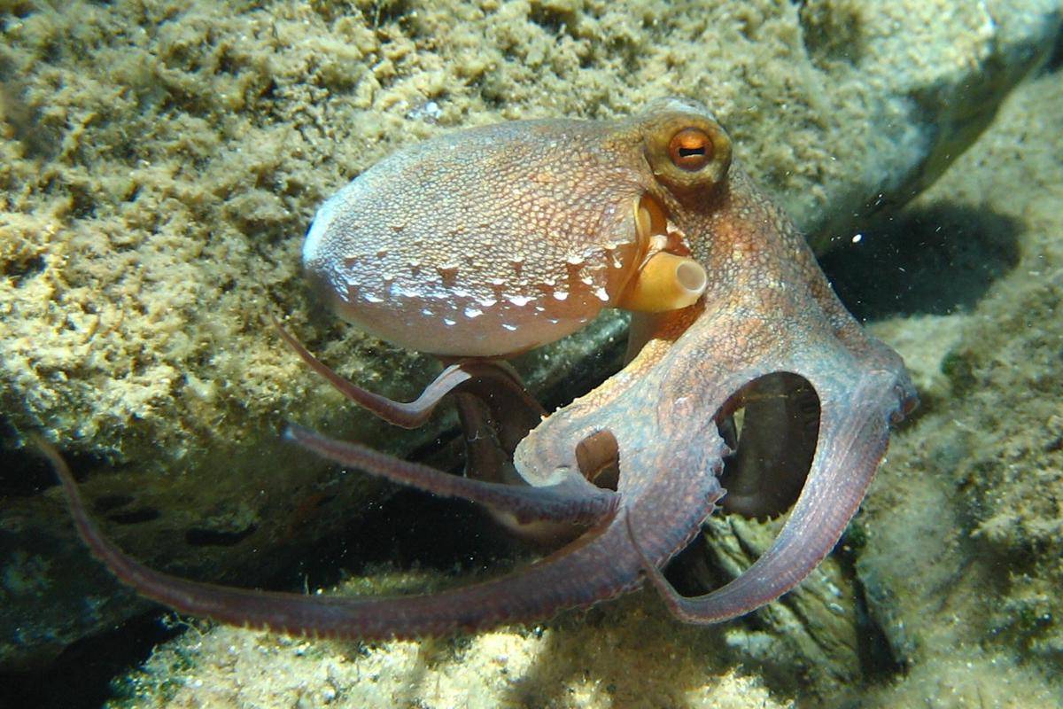 Tentakel Gurita