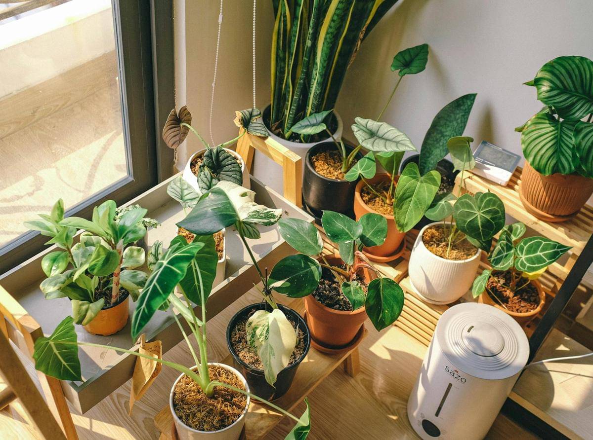ilustrasi penggunaan humidifier untuk tanaman indoor (pexels.com/Huy Phan)