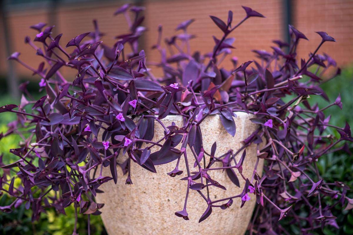 tradescantia (pexels.com/Victor Moragriega)