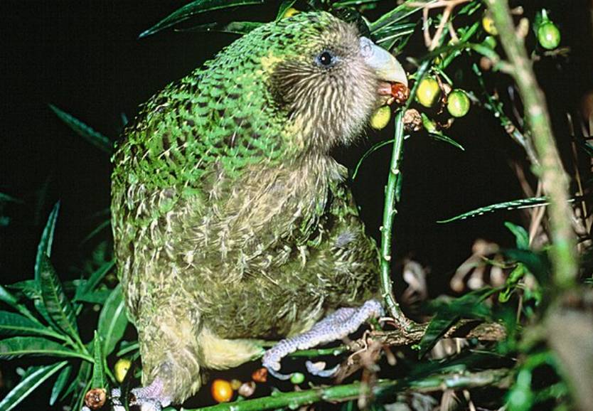 Burung Kakapo