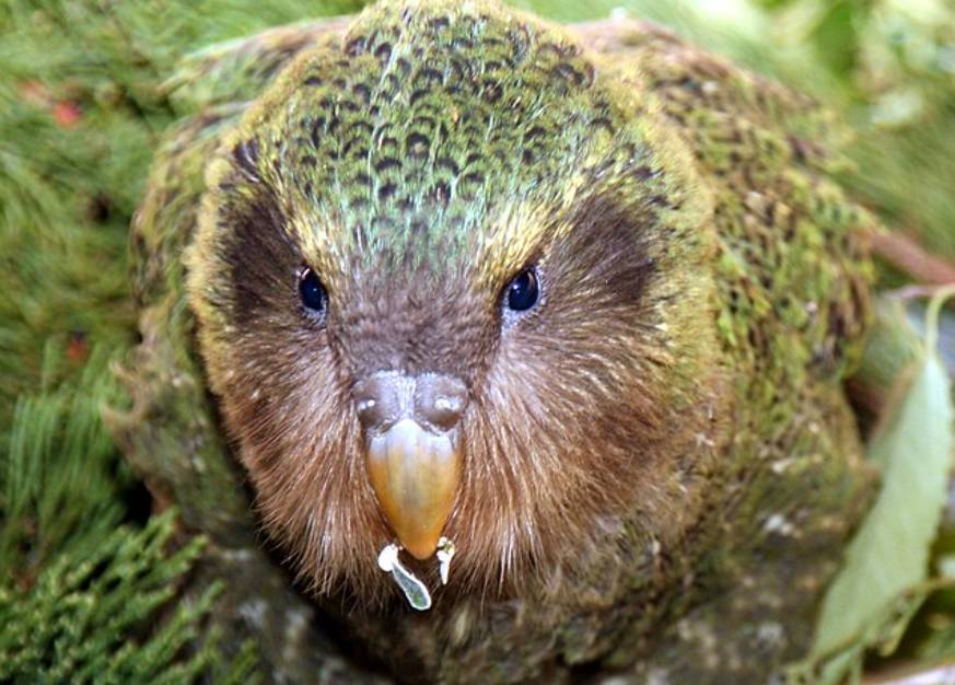 Burung Kakapo