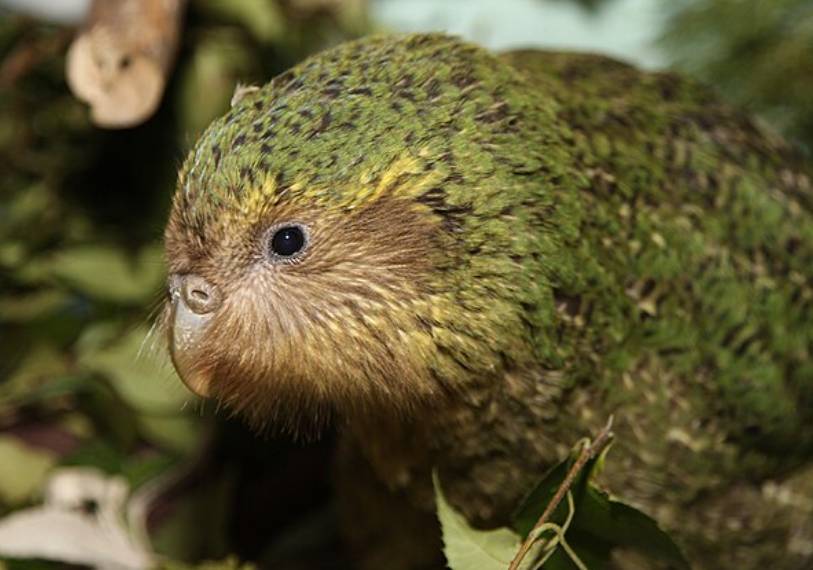 Burung Kakapo