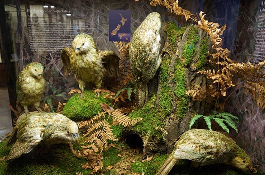Burung Kakapo