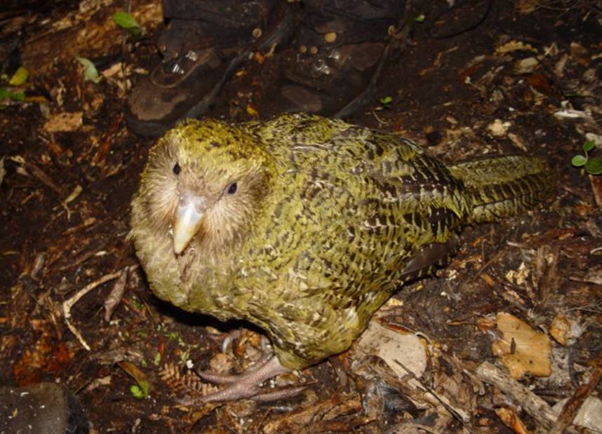 Burung Kakapo