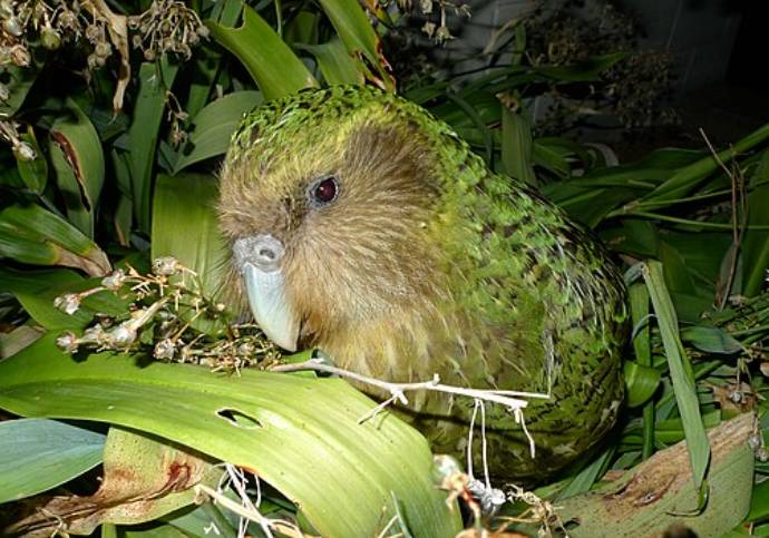 Burung Kakapo