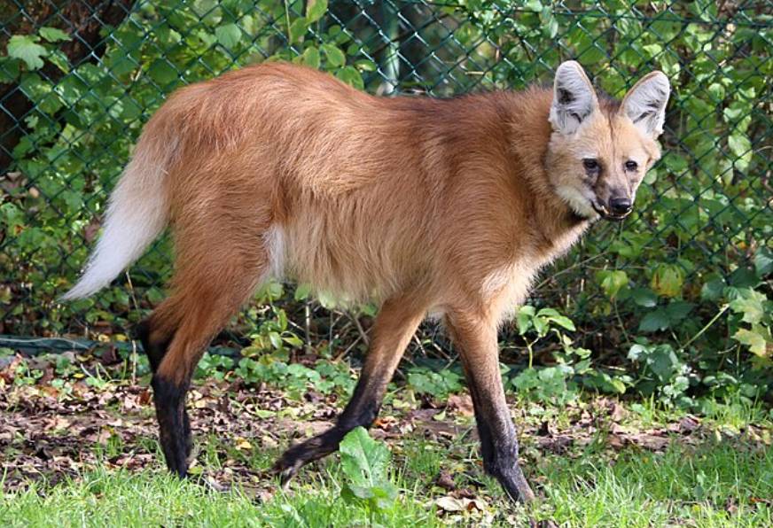 potret maned wolf (commons.wikimedia.org/Rufus46)