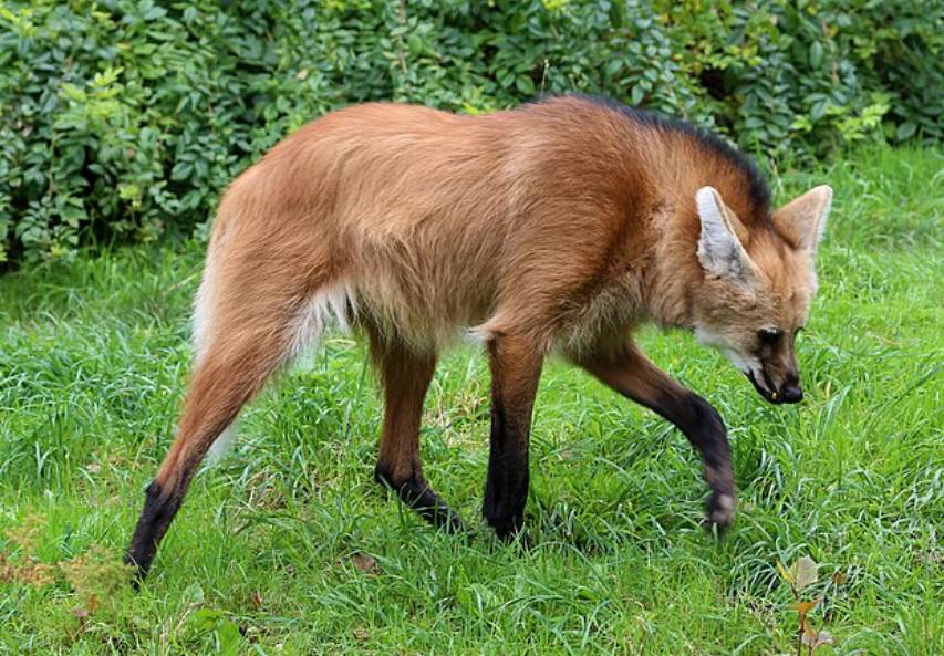 potret maned wolf (commons.wikimedia.org/Rufus46)