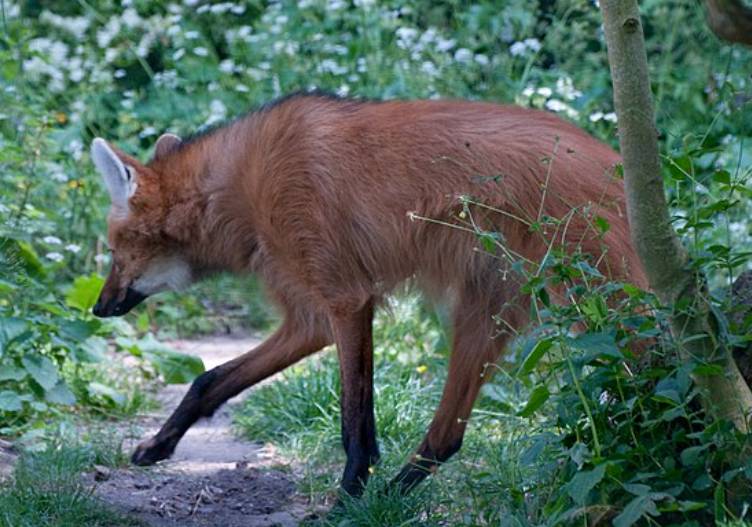 potret maned wolf (commons.wikimedia.org/Neil McIntosh)