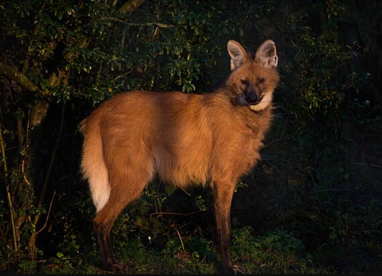 potret maned wolf (commons.wikimedia.org/Neil McIntosh)