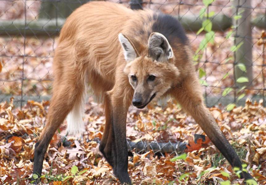 potret maned wolf (commons.wikimedia.org/Sage Ross)