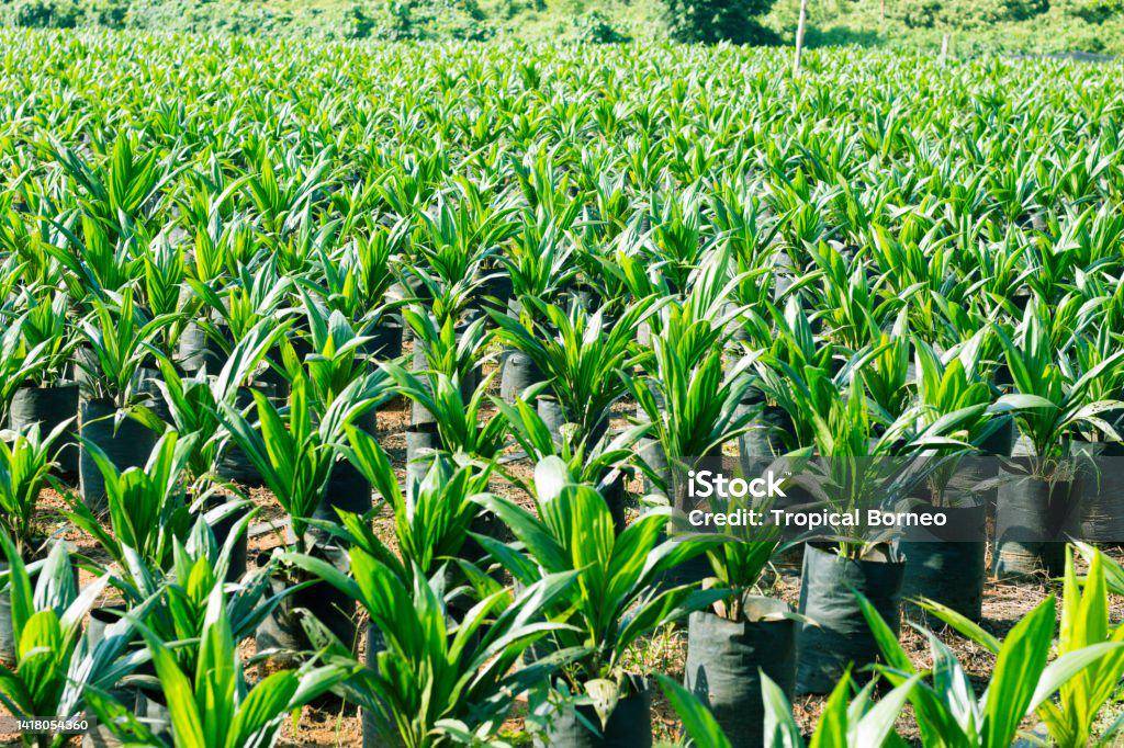 istockphoto-1418054360-1024x1024.jpg
