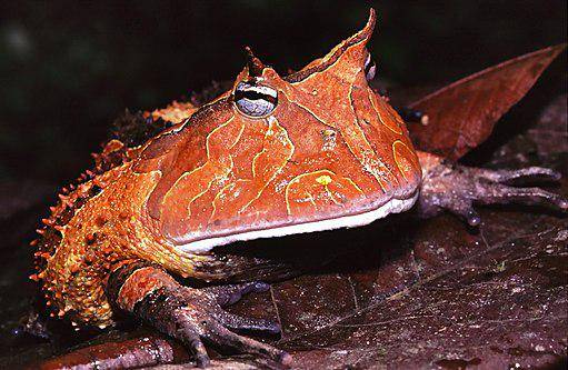512px-Suriname_Horned_Frog_(Ceratophrys_cornuta)_(7774154124).jpg