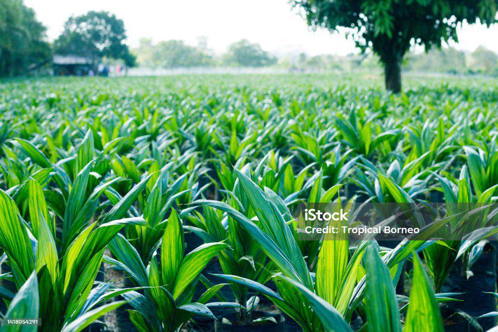 istockphoto-1418054291-1024x1024.jpg