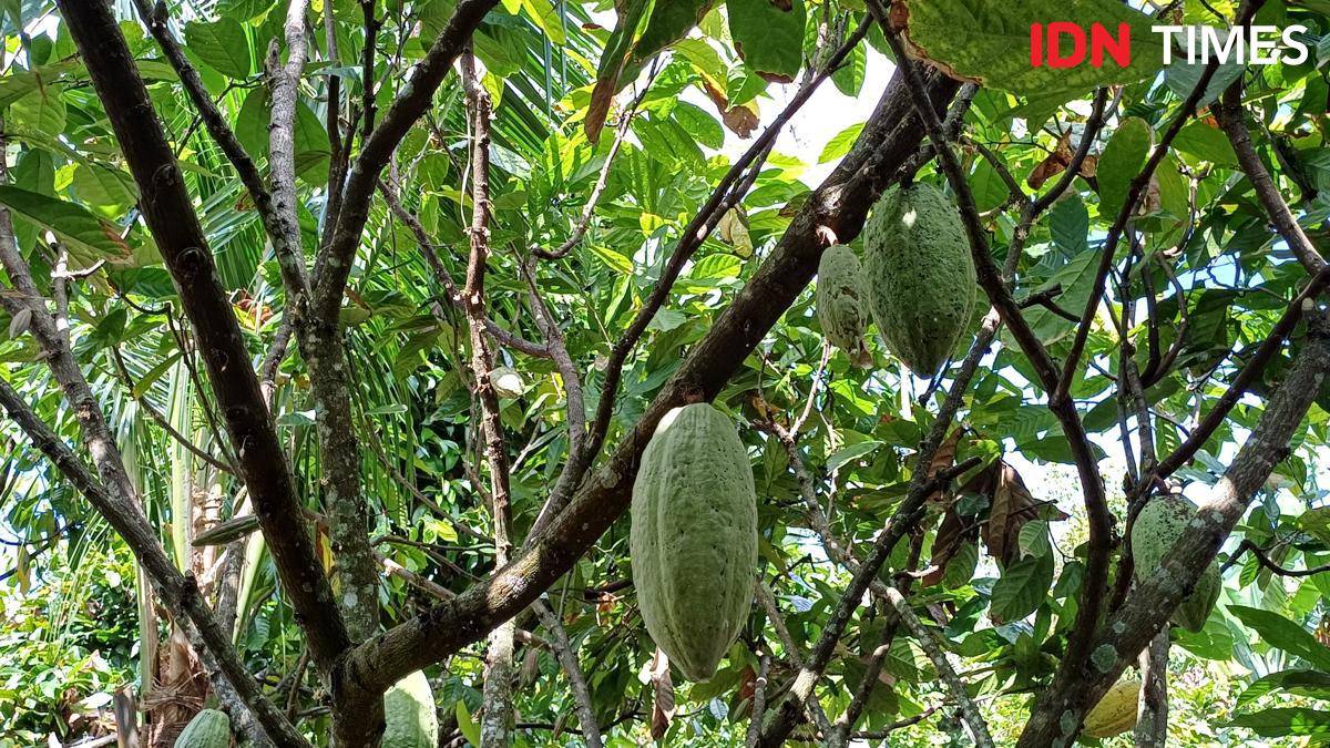 Potret Kebun Cokelat, Jembrana, Bali Barat