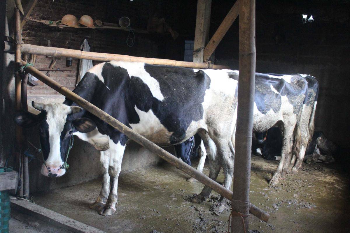 Agrowisata Sapi Perah di Boyolali