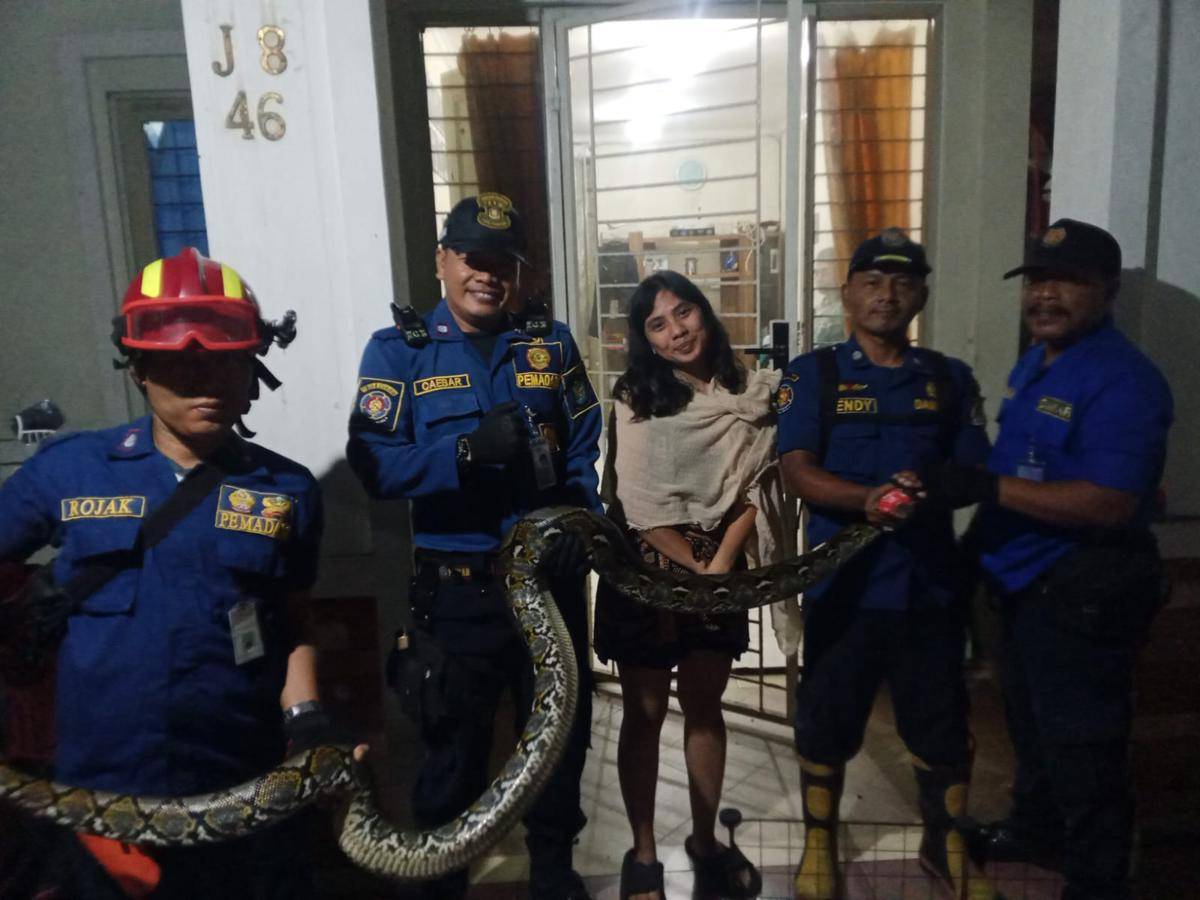 53869petugas-upt-damkar-ciledug-kota-tangerang-evakuasi-ular-sanca-dari-halaman-rumah-warga-538691.jpeg