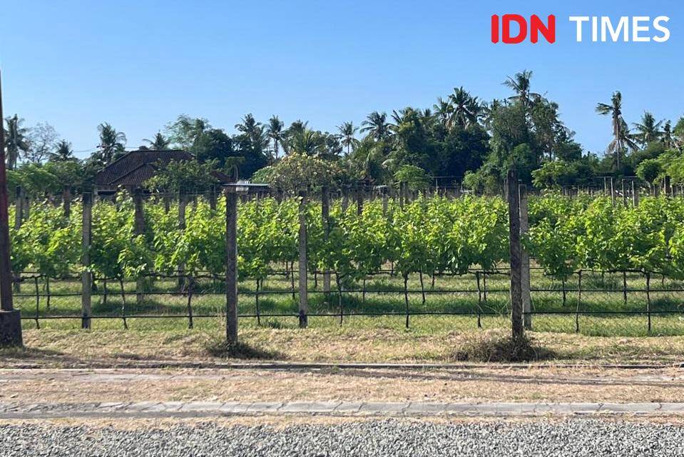 Potret Hatten Wines Vineyard, Buleleng, Bali Utara