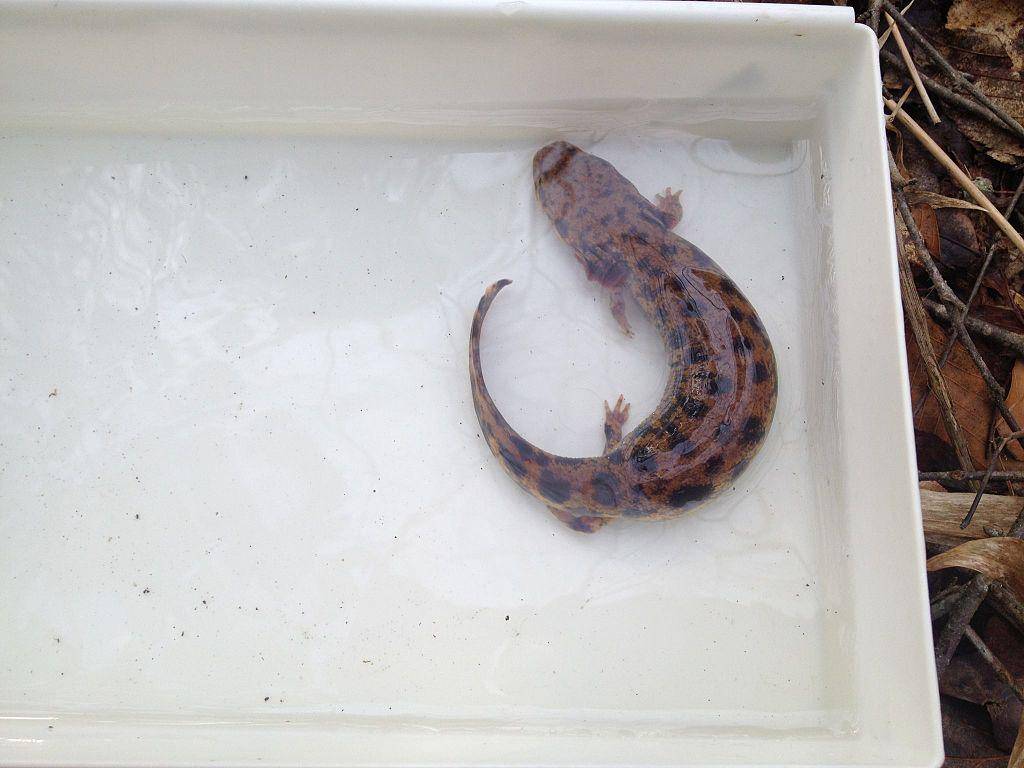 Neuse River waterdog