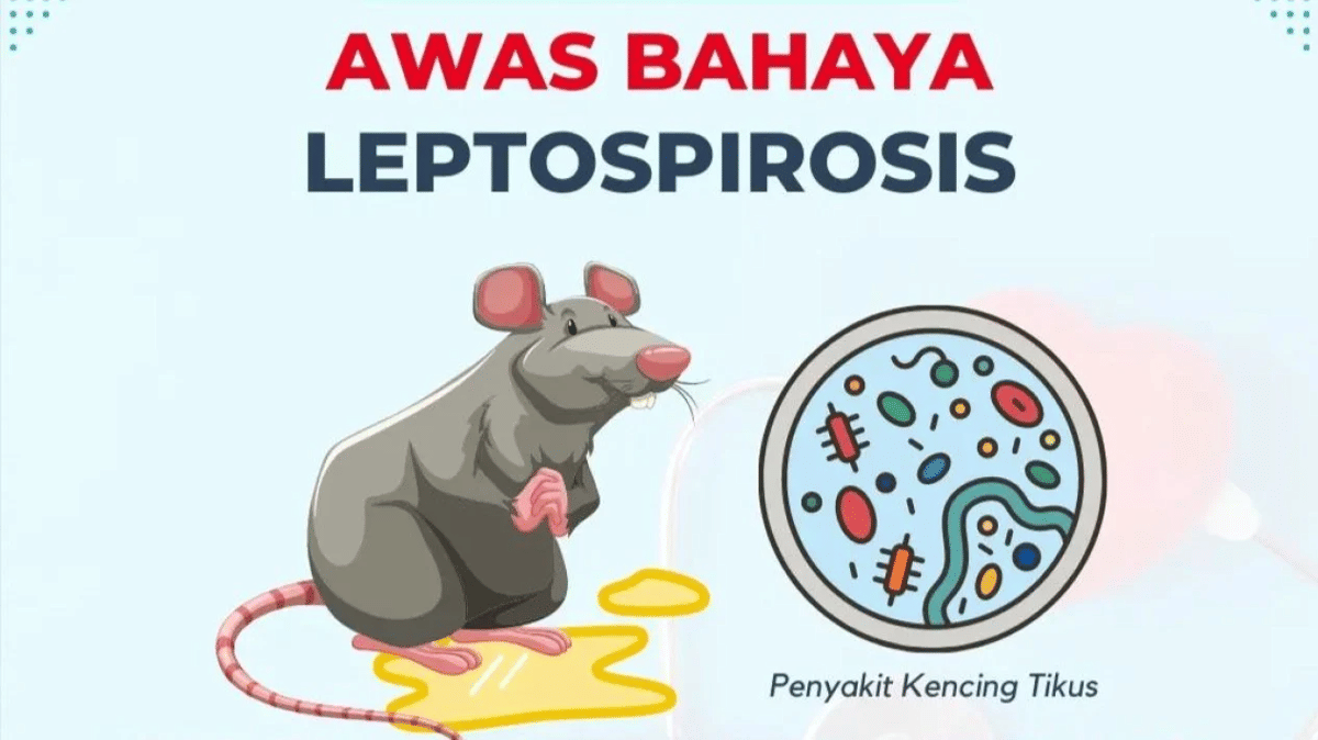 Awal Tahun, 6 Petani Gunungkidul Meninggal Akibat Leptospirosis