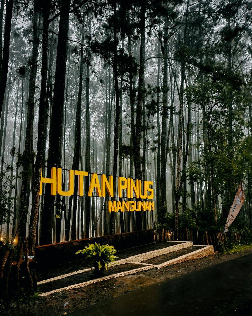 Potret Hutan Pinus Mangunan, Bantul (unsplash.com/fr/@mhvn)