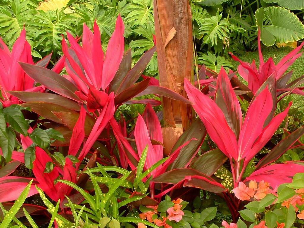 ilustrasi ti plant