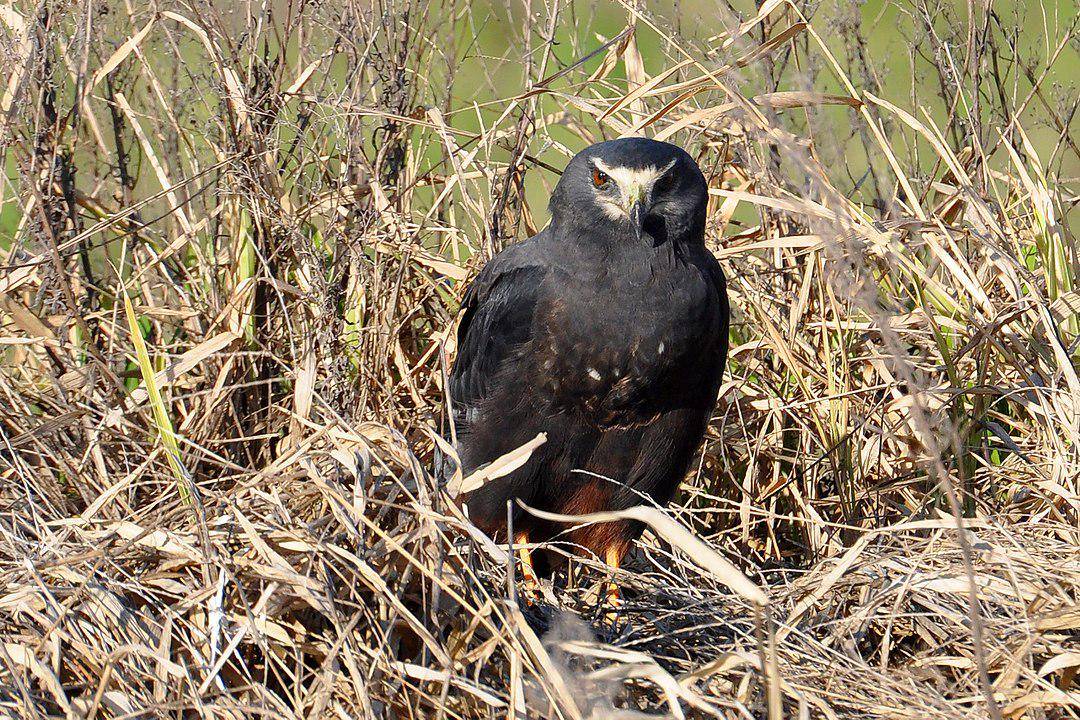 Burung Harrier Bersayap Panjang