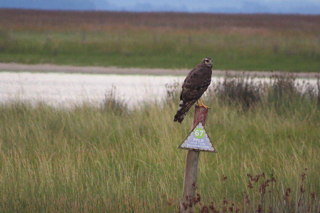 Burung Harrier Bersayap Panjang