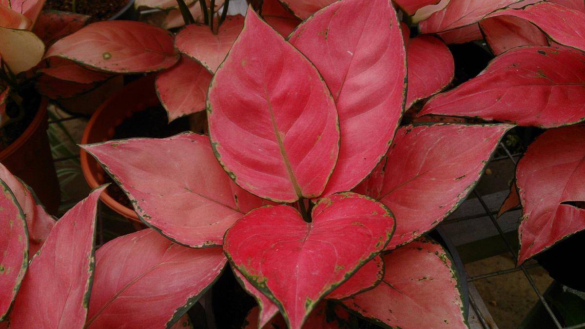 ilustrasi tanaman aglaonema red (commons.wikimedia.org/Mokkie)
