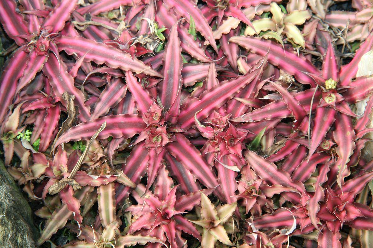 ilustrasi tanaman cryptanthus red star (commons.wikimedia.org/David J. Stang)