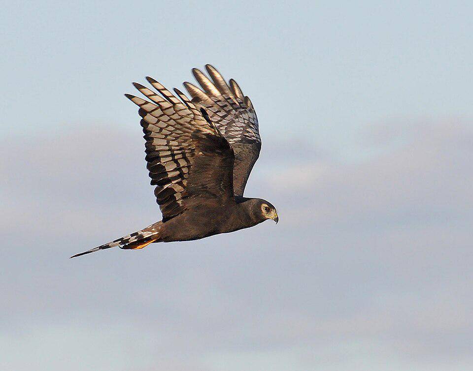 Burung Harrier Bersayap Panjang