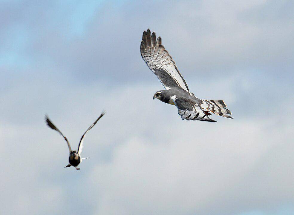 Burung Harrier Bersayap Panjang