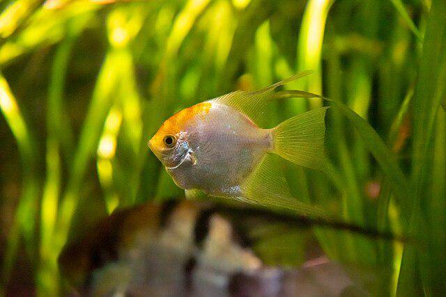 Angelfish