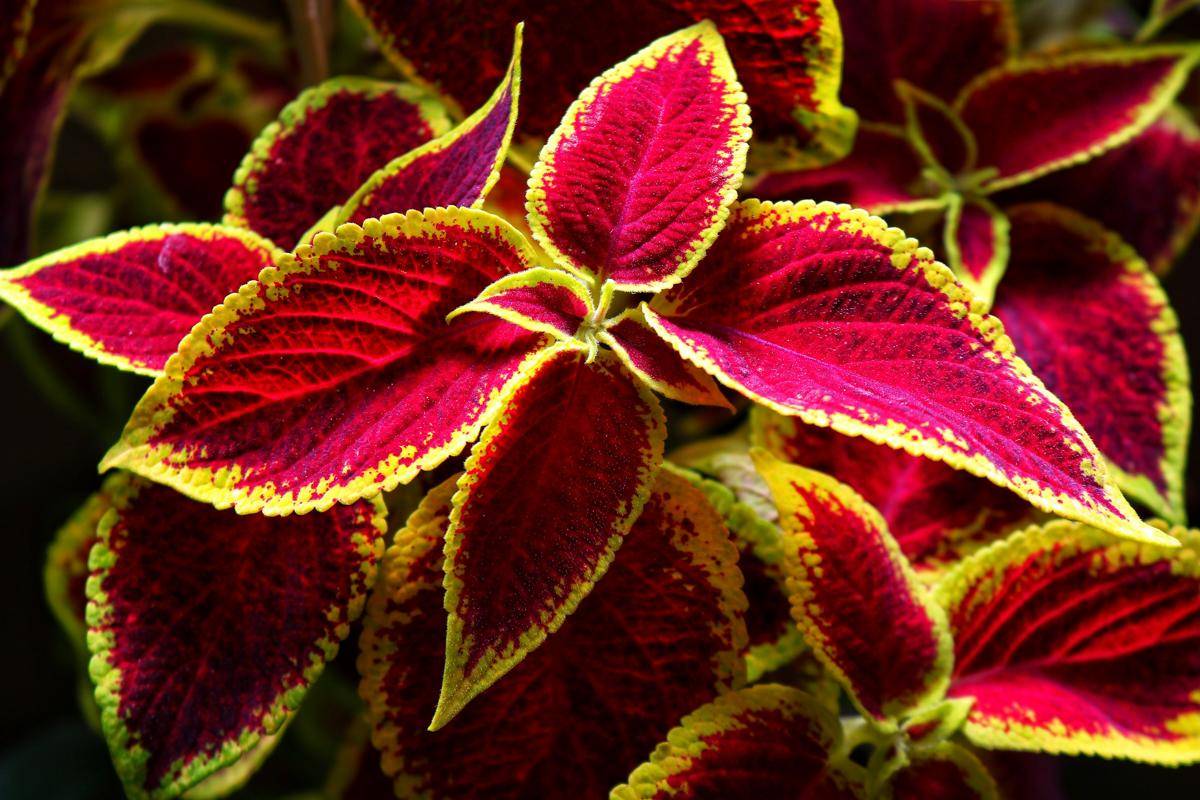 ilustrasi tanaman coleus (unsplash.com/Bamdad Norouzian)