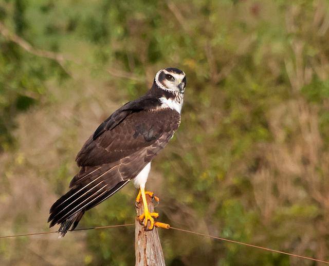 Burung Harrier Bersayap Panjang