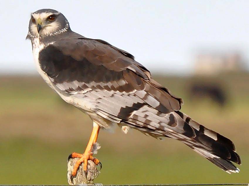 Burung Harrier Bersayap Panjang