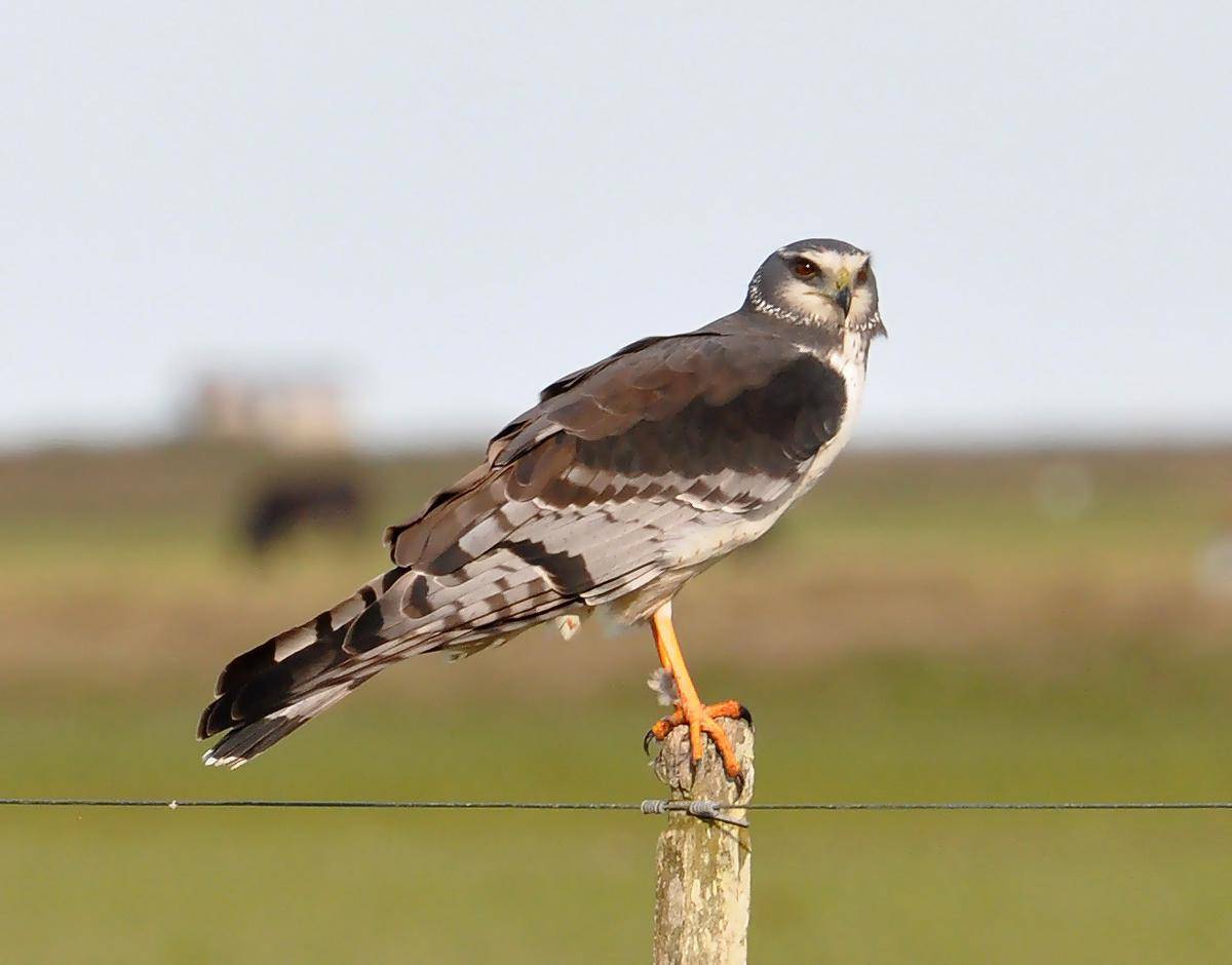 Burung Harrier Bersayap Panjang