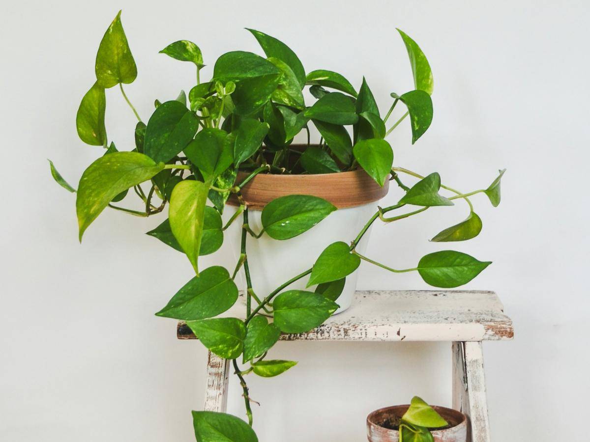 ilustrasi tanaman pothos (unsplash.com/Debby Hudson)