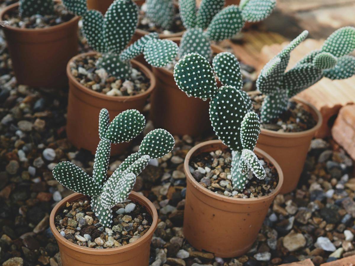 ilustrasi tanaman kaktus mini (unsplash.com/HaYaTT ZW)
