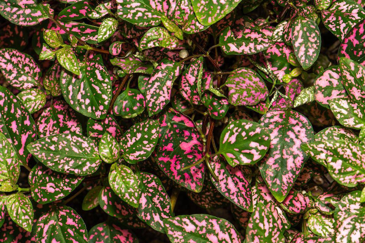 ilustrasi tanaman hias polka dot plant (pexels.com/Skyler Ewing)