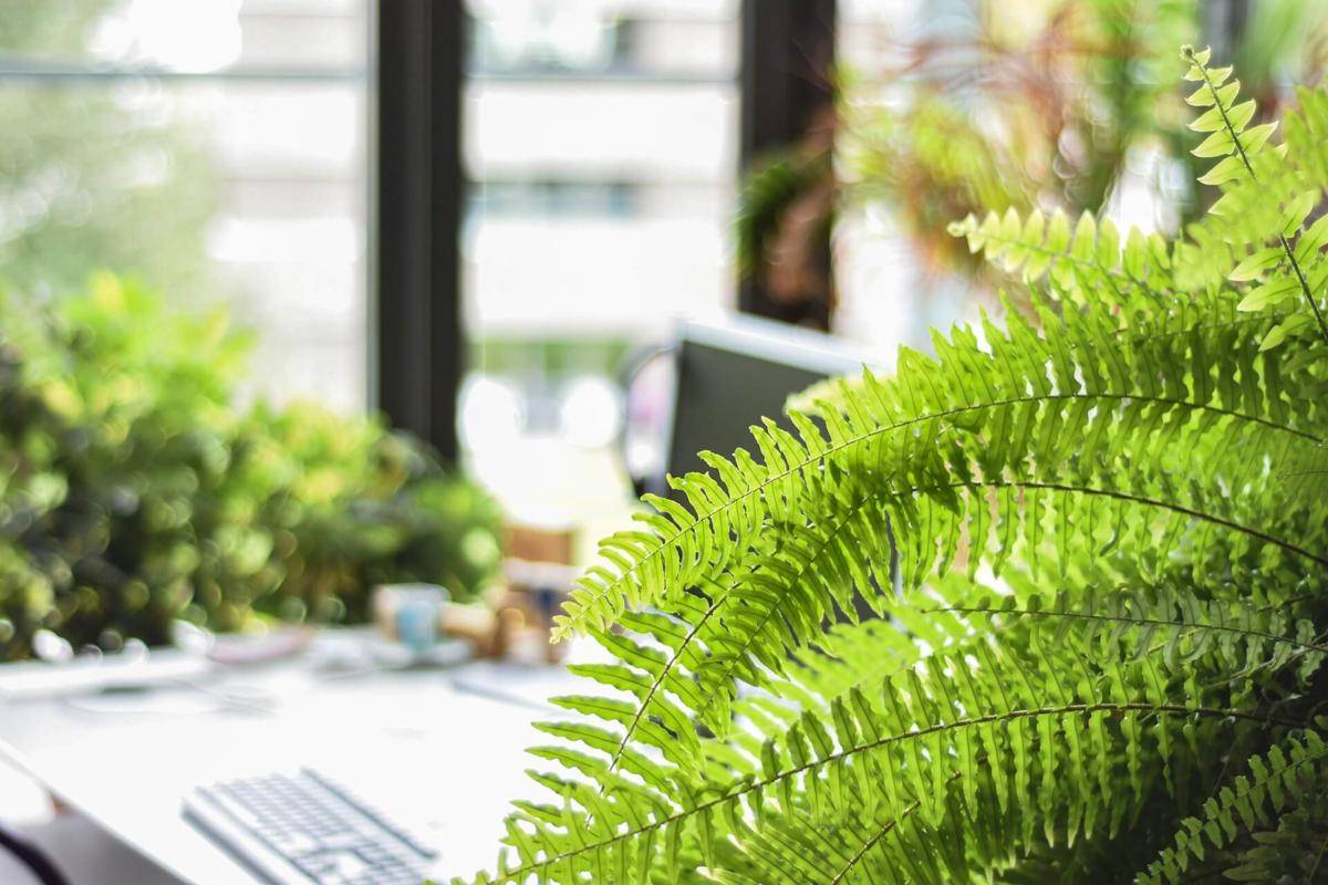ilustrasi tanaman hias Boston fern (unsplash.com/Unknown Wong)