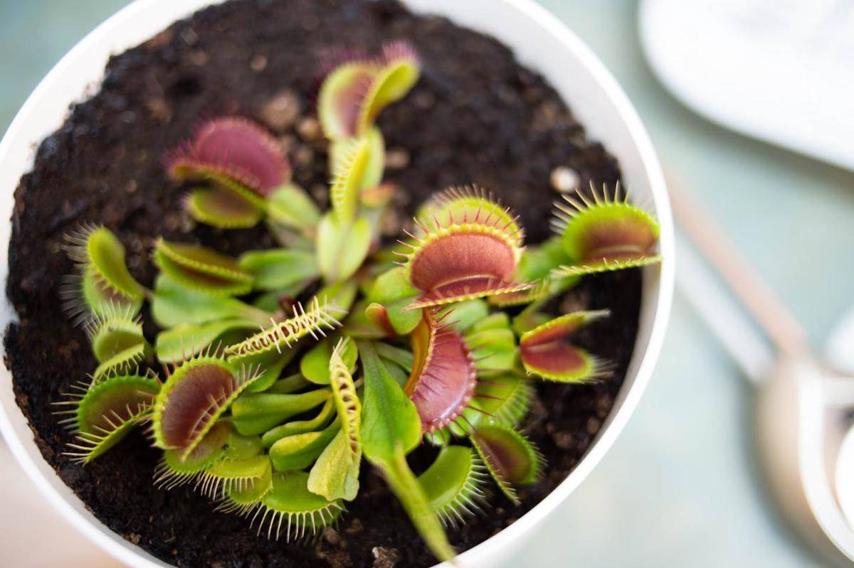 ilustrasi tanaman hias karnivora Venus flytrap (pexels.com/Erik Mclean)