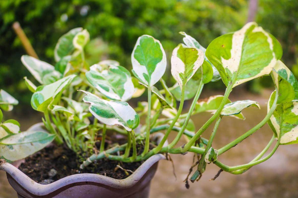 ilustrasi tanaman hias Pearls and jade pothos (vecteezy.com/hofiyatun Shofiyatun)