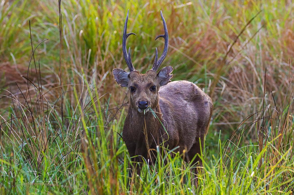 rusa babi india (commons.wikimedia.org/Shadow Ayush)