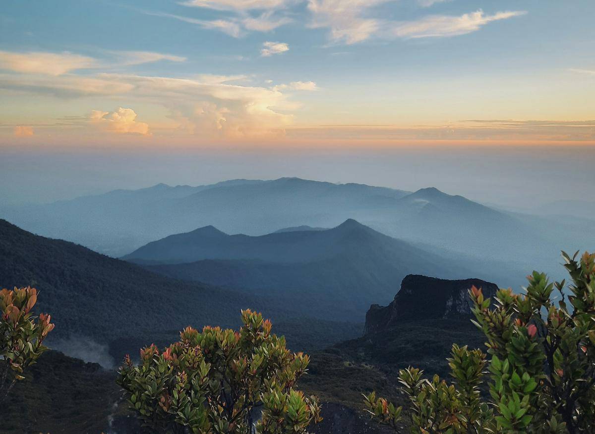 ilustrasi pemandangan di Gunung Gede Pangrango saat pagi hari 