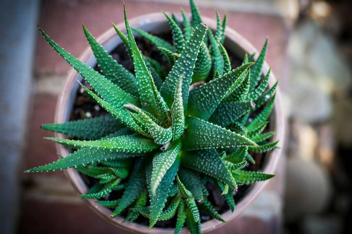ilustrasi tanaman aloe vera (unsplash.com/Katie Bernotsky)
