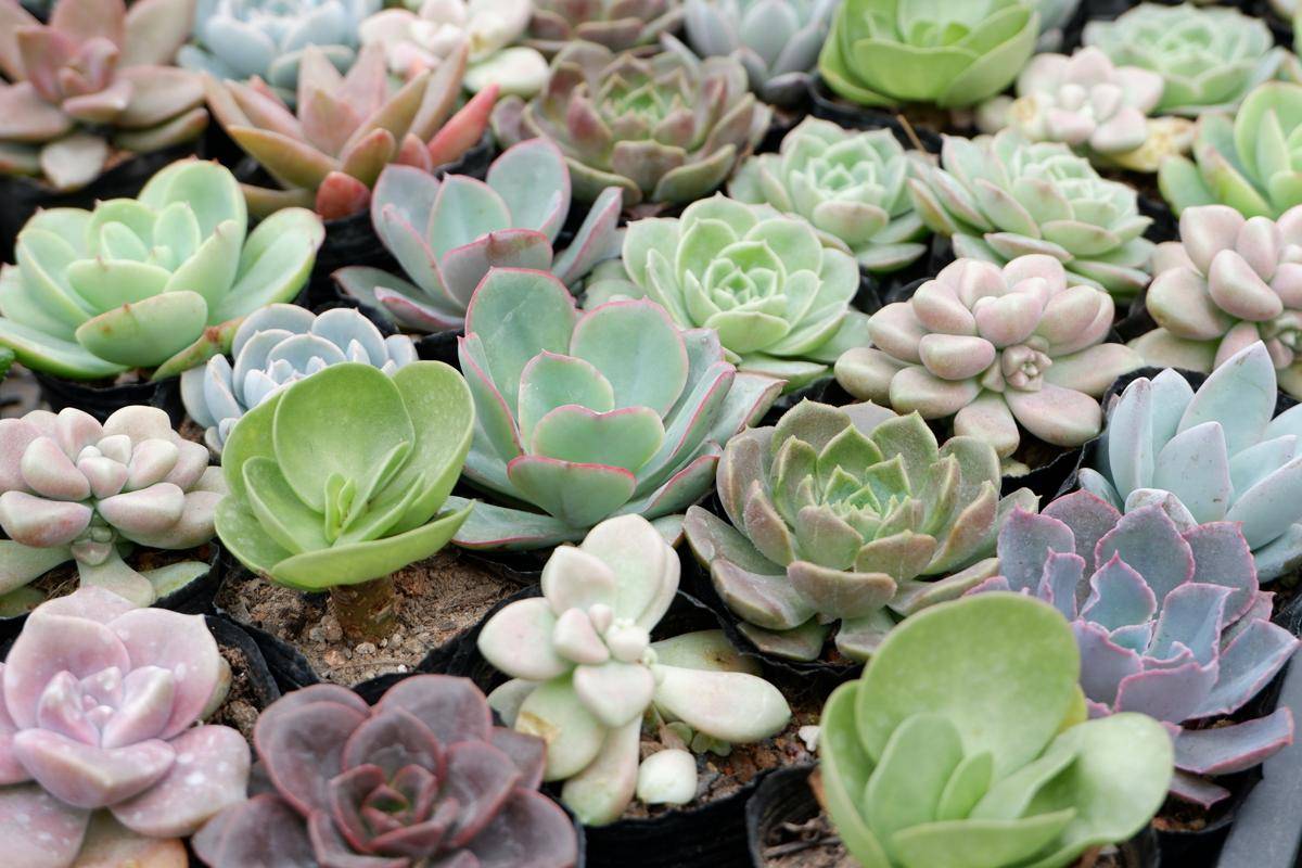 ilustrasi tanaman sukulen echeveria (unsplash.com/Lingchor)
