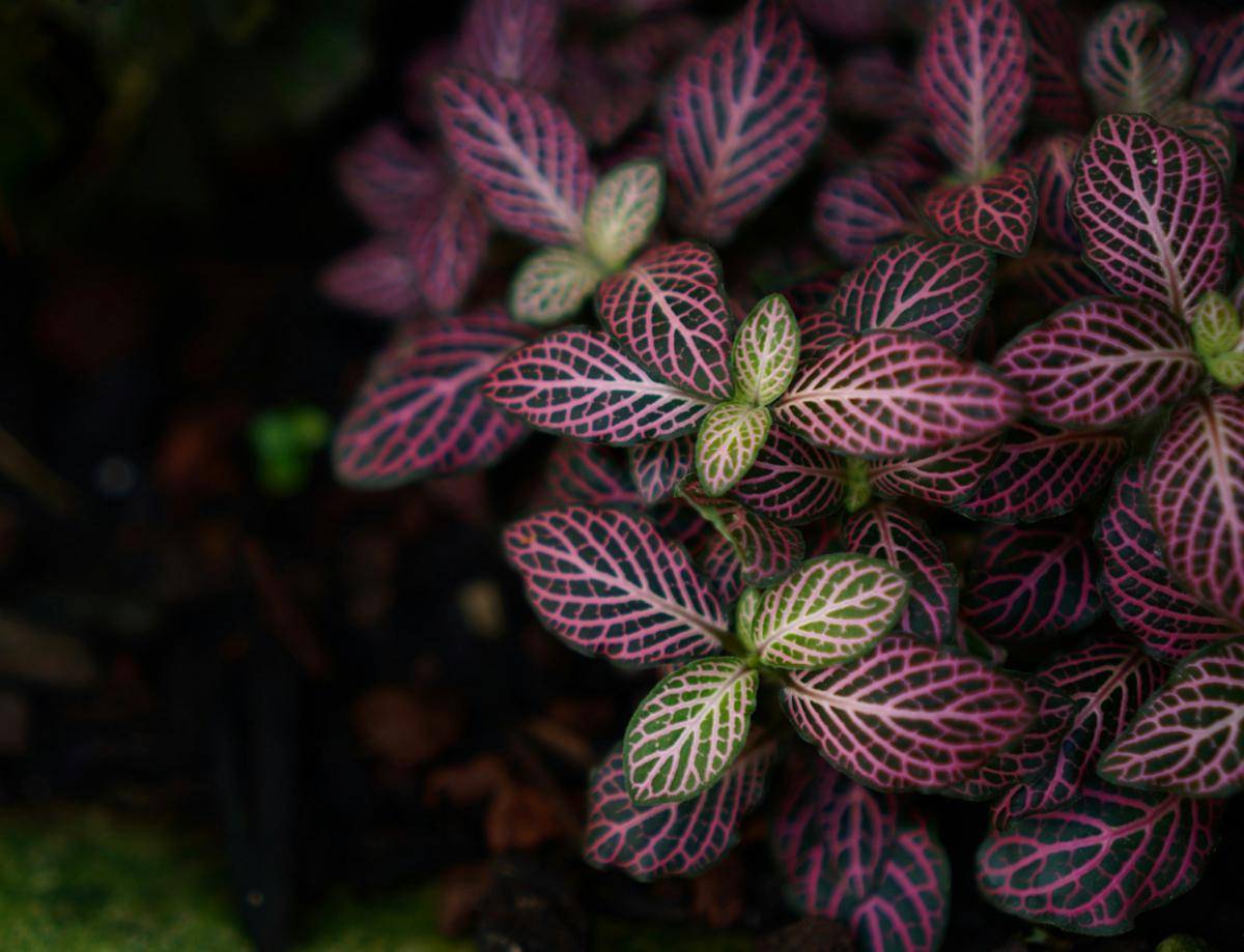 ilustrasi tanaman fittonia