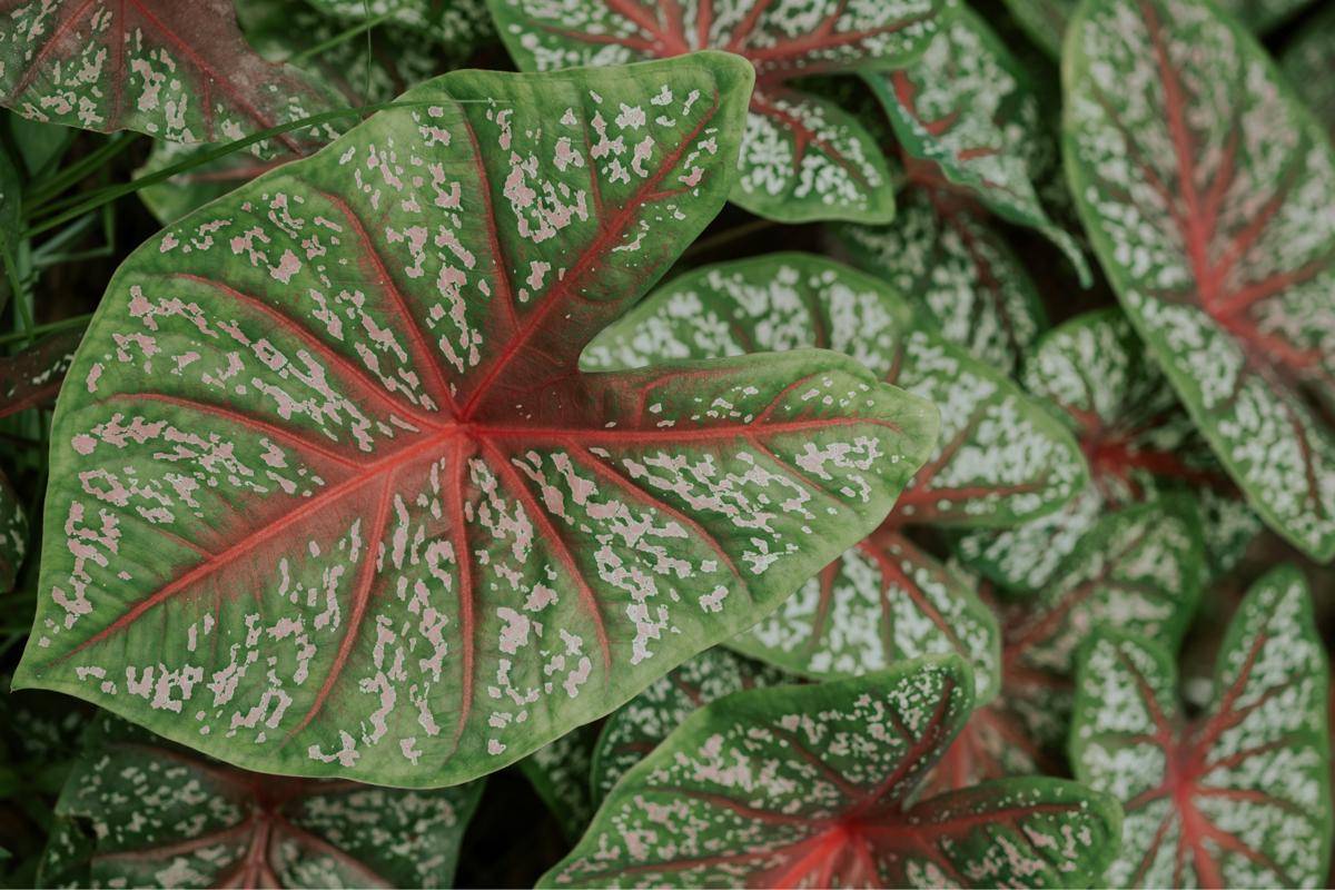 ilustrasi tanaman caladium red flash (unsplash.com/Mieke Campbell)