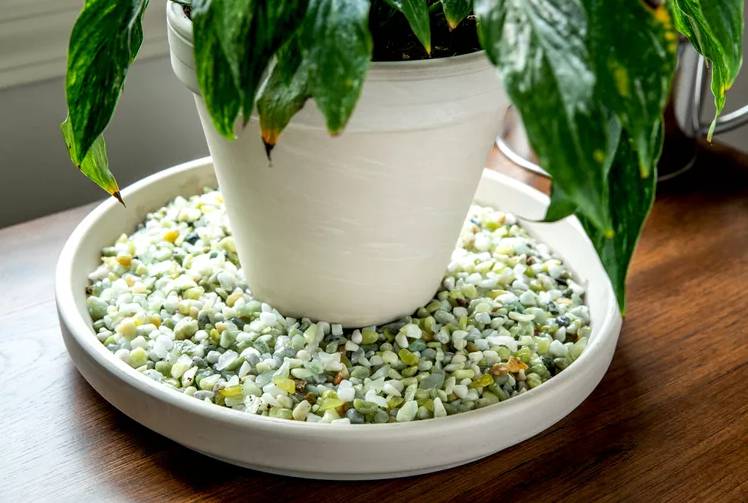 ilustrasi penggunaan pebble tray (thespruce.com)