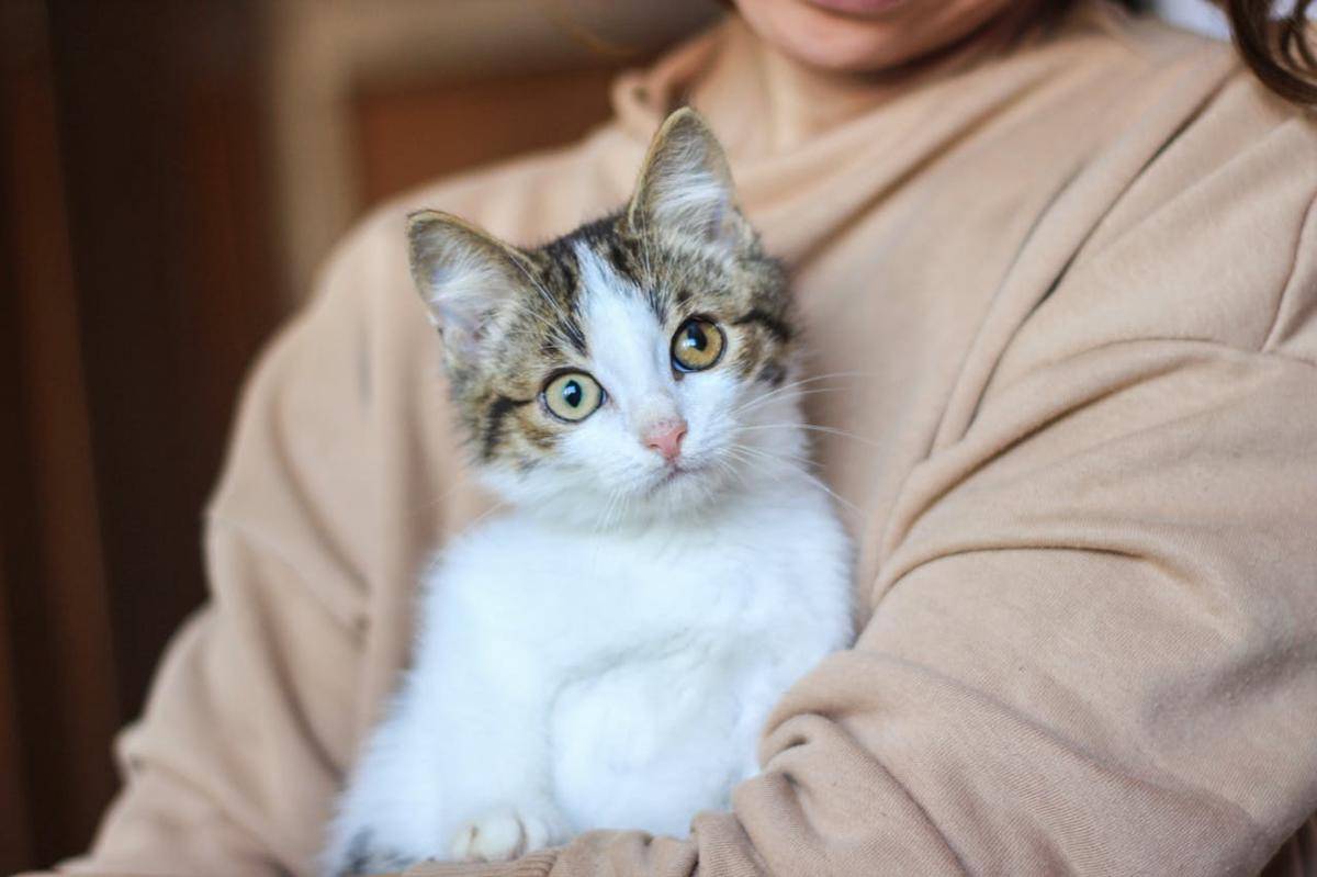 ilustrasi kucing 